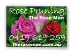 The Rose Man - Canberra